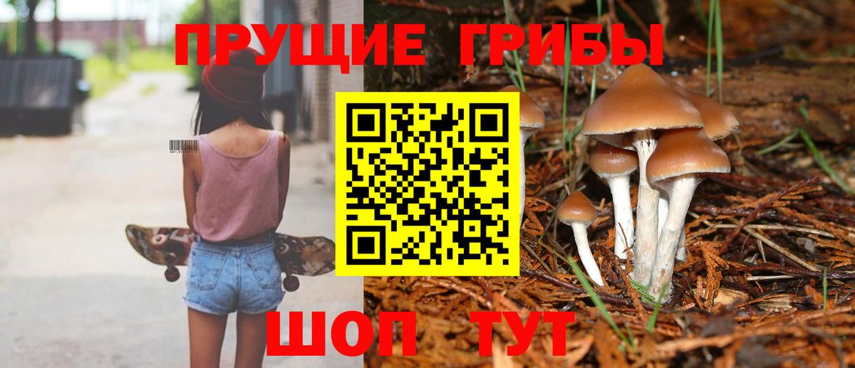 Псилоцибиновые грибы Psilocybe Махачкала